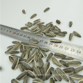 Supply all kinds of hybrid Sunflower seed 5009/3638/3939/1121/363